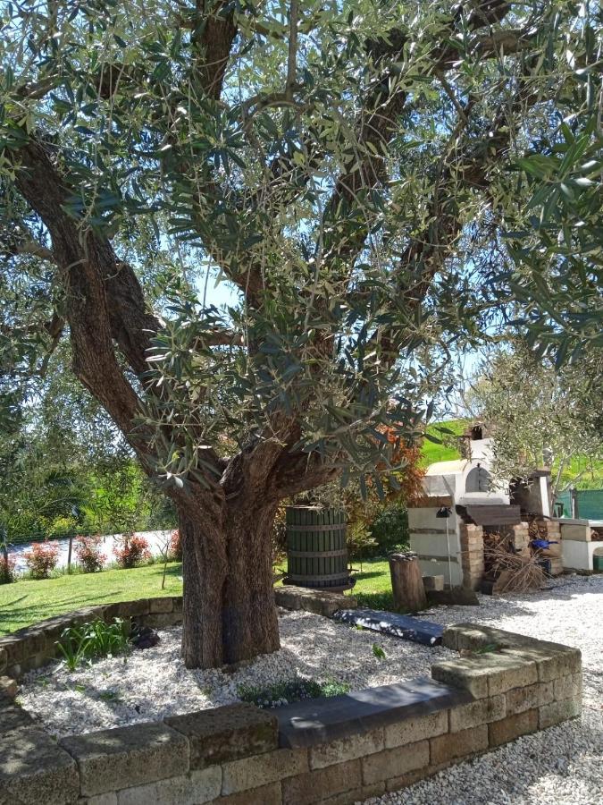Bed and Breakfast Sotto L'Ulivo à Mondavio Extérieur photo